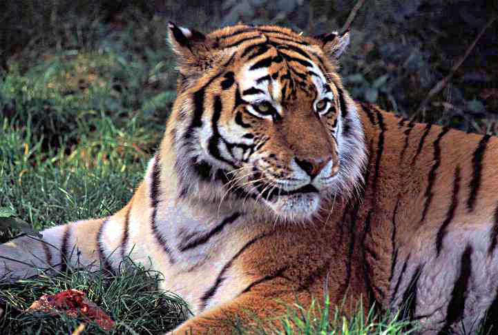 Tiger3.jpg